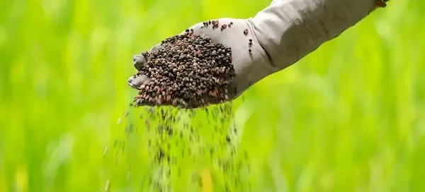 Organic fertilizer pouring with farmer hand beautiful green lawn in the background 600x272 1