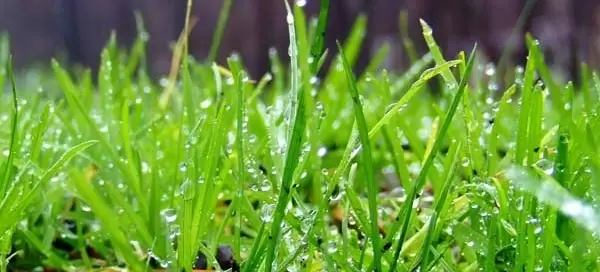Water on grass 600x272 1